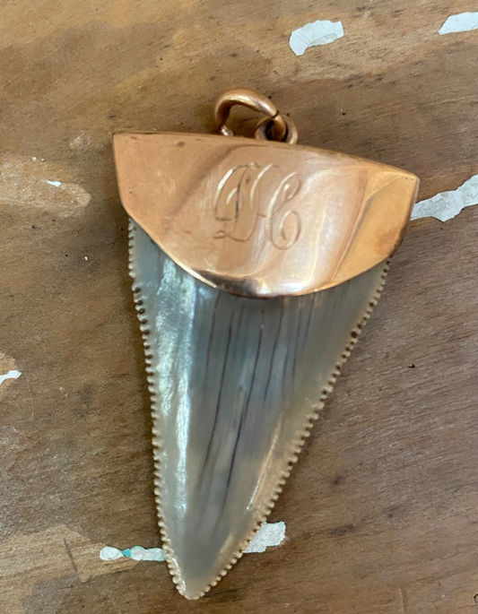 Antique 9ct gold capped great white shark tooth pendant, New Zealand colonial jewellery, monogrammed